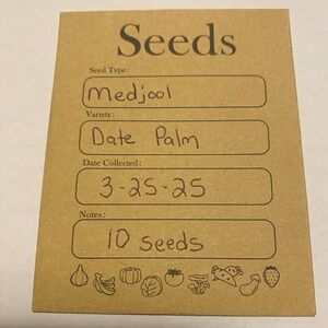Medjool Date Palm Seeds